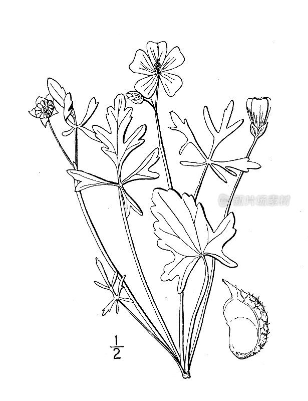 古植物学植物插图:Callirrhoe alceoides，淡罂粟花锦葵